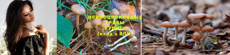 Галлюциногенные грибы MAGIC MUSHROOMS  мориарти клад  Кувшиново  OMG маркетплейс 